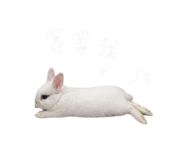 850470272
