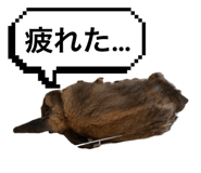 850484381