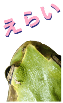 850575259
