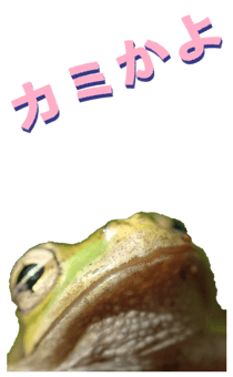 850575262
