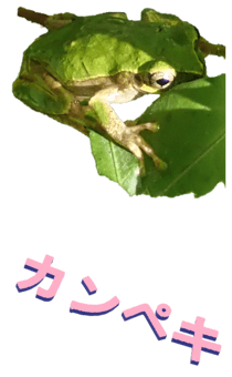 850575264