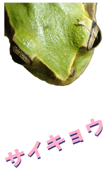 850575272
