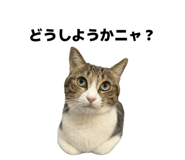 850590365