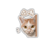 850620981