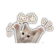 850620988