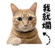 850632335
