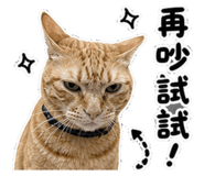 850655257