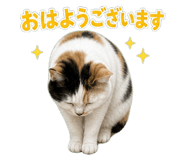 850675505