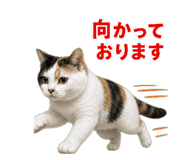 850675510