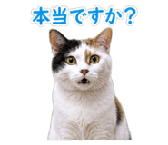 850675514