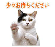 850675515
