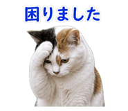 850675517