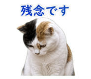 850675519