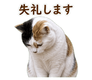 850675520