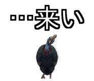 850683516