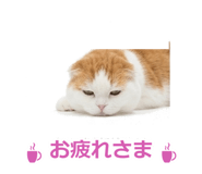 850717868