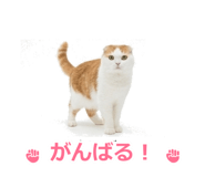 850717874
