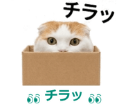 850717877