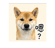 850753339