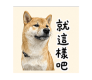 850753340