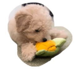 850782273