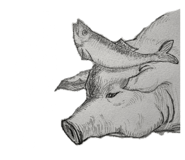 850907436