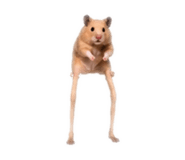 850929636