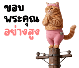 แมวส้มส้ม ❤️ รัดติ้ว 11