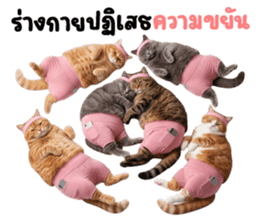 แมวส้มส้ม ❤️ รัดติ้ว 12