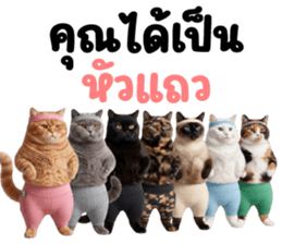 แมวส้มส้ม ❤️ รัดติ้ว 13