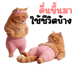 แมวส้มส้ม ❤️ รัดติ้ว 14