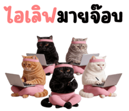แมวส้มส้ม ❤️ รัดติ้ว 17