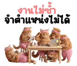แมวส้มส้ม ❤️ รัดติ้ว 24