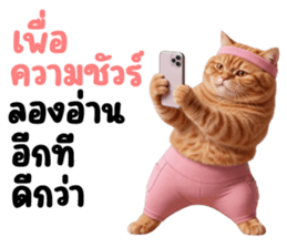 แมวส้มส้ม ❤️ รัดติ้ว 27