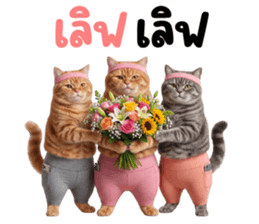 แมวส้มส้ม ❤️ รัดติ้ว 34