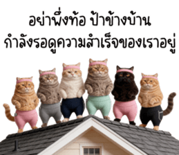 แมวส้มส้ม ❤️ รัดติ้ว 39