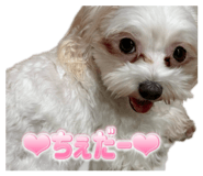 851074005