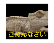 851092427