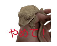 851092430