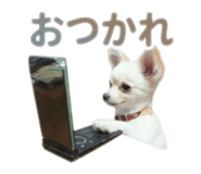 851164435