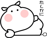 851166255
