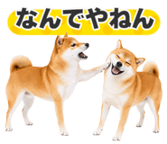 851222304