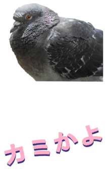 851255966