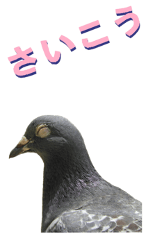 851255977