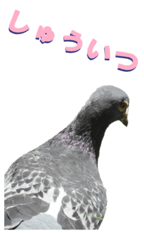 851255981
