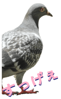 851255984