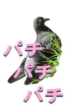 851255995