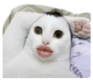 851364660