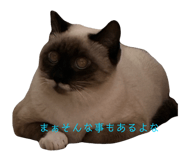851490673