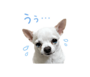 851491144